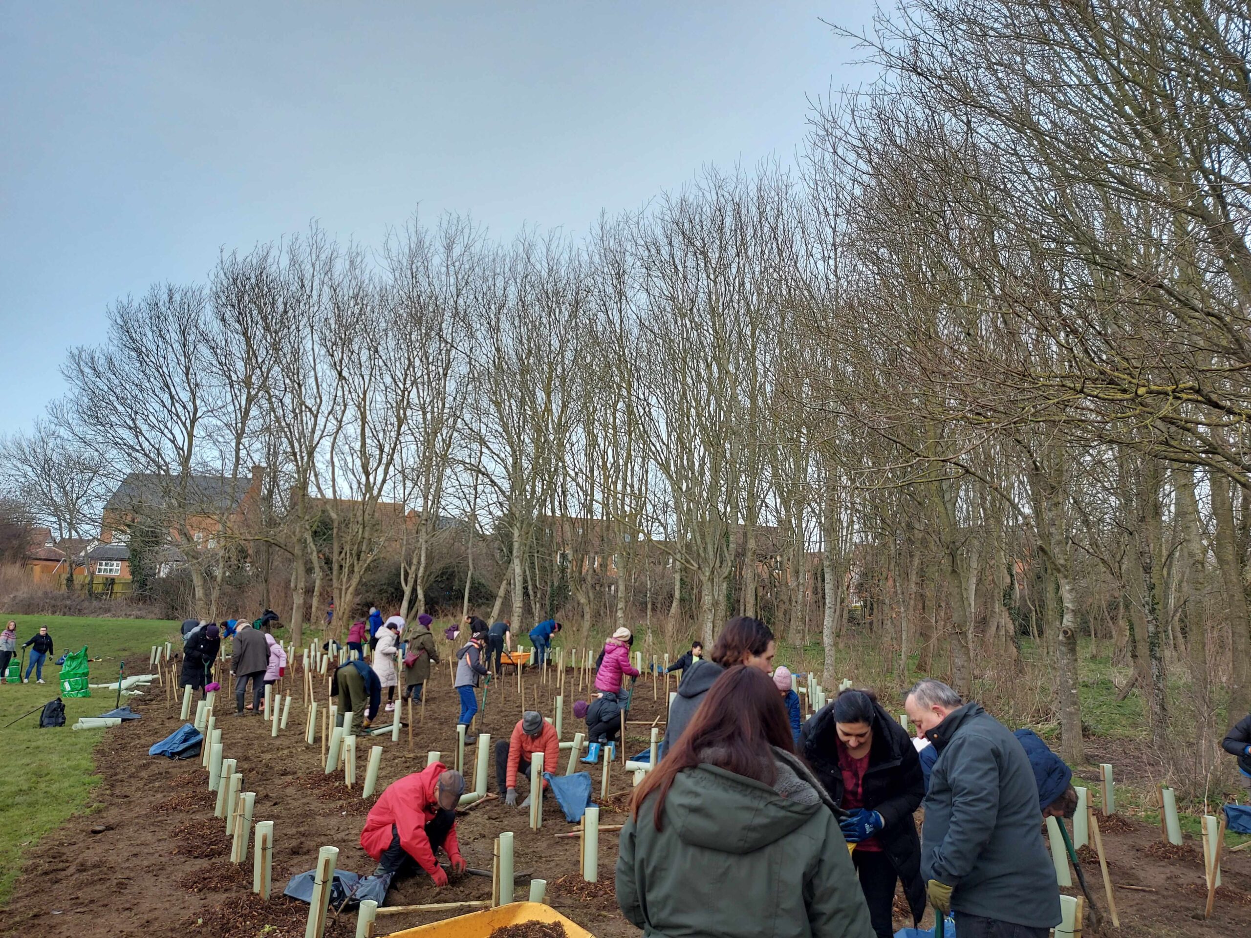 Many people planting a series of trees next to existing woodland