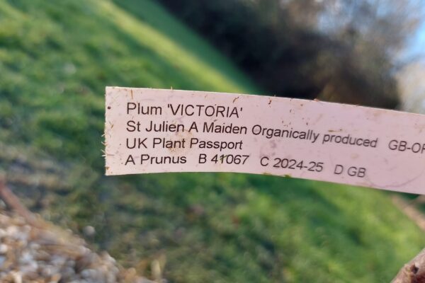 20241214_113259 Close-up shot of label on new sapling, reading: "Plum 'Victoria'; St Julien A Maiden Organically produced; UK Plant passport; A Prunus B 41067 C 2024-25 D GB"
