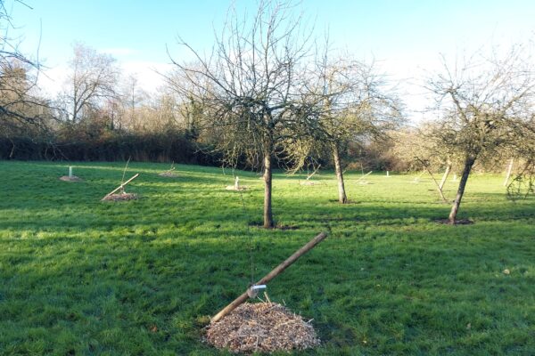 20241214_113408 Wide shot of Hengistbury Lane Orchard with new saplings planted