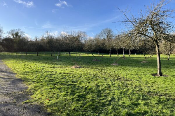 IMG_1214 Wide shot of Hengistbury Lane Orchard with new saplings planted