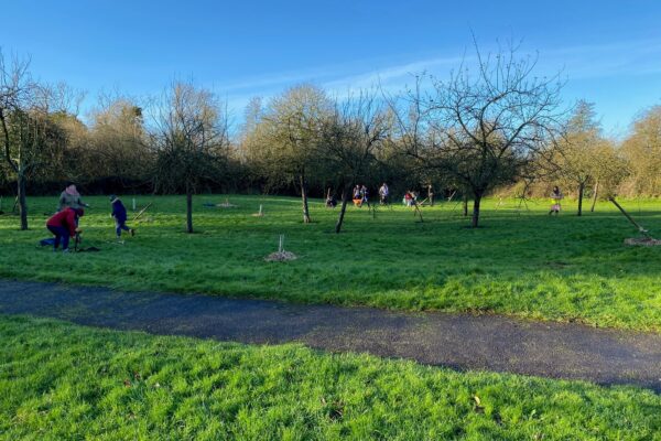 MM Orchard 5 Wide shot of volunteers planting new saplings at Hengistbury Lane Orchard