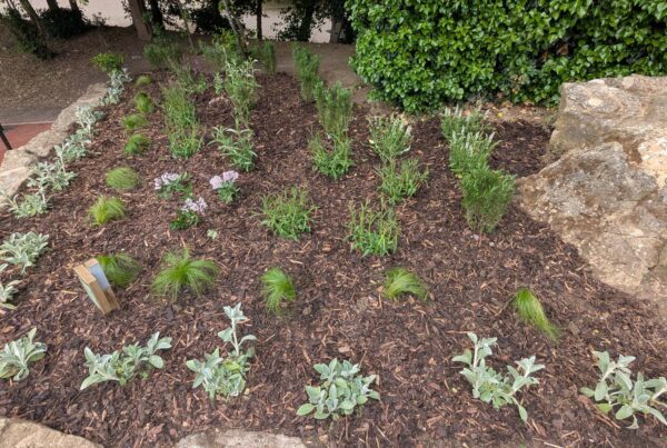 Flower bed freshly planted with rock surround